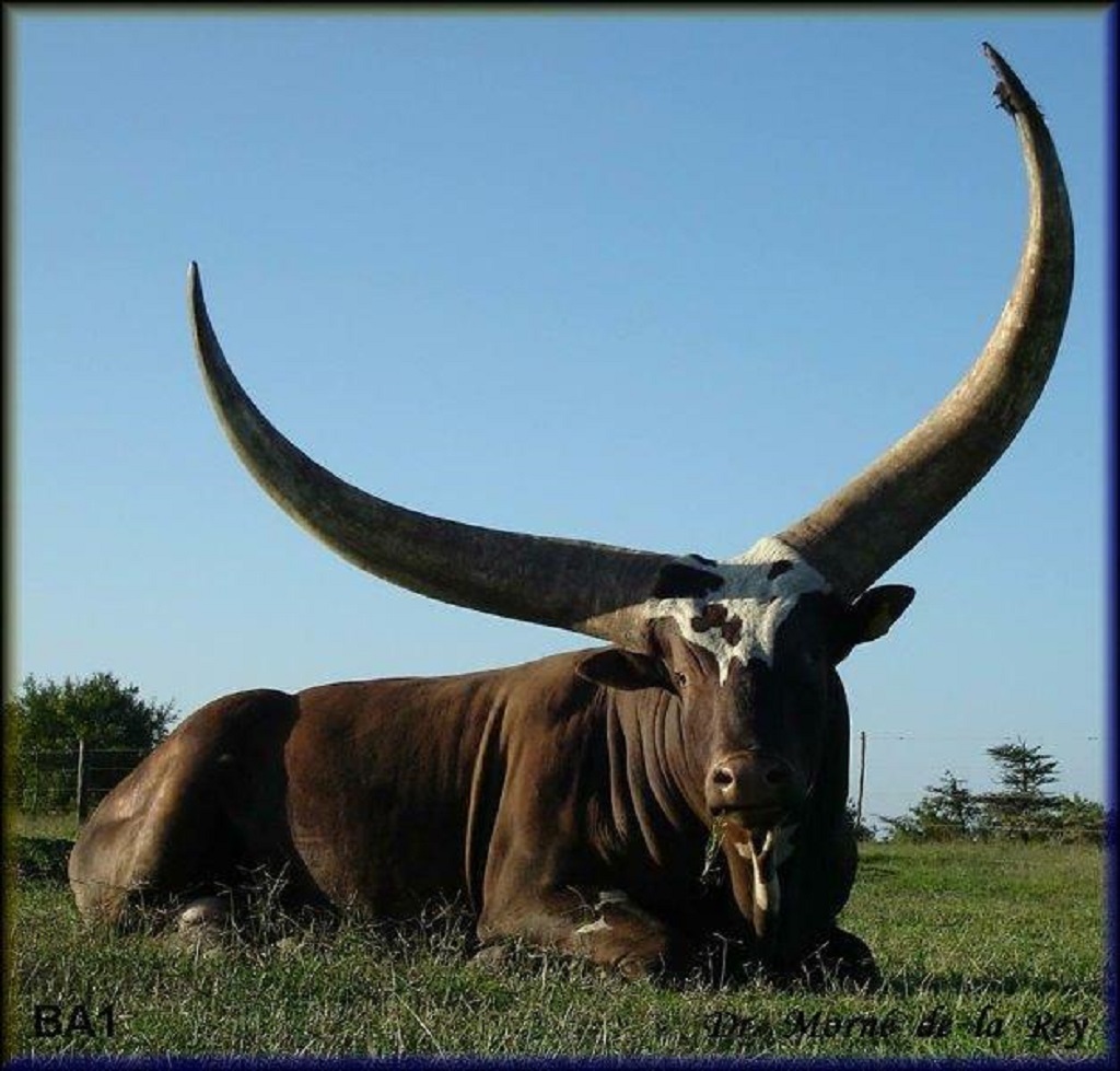 BA1, foundational imported bull, photographed in 2004