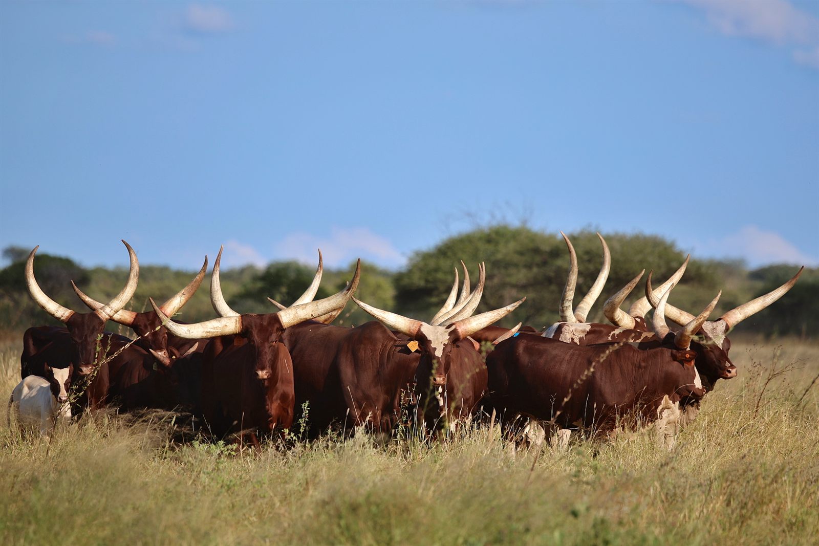 Fire Sky Ankole cattle standing together in open bushveld